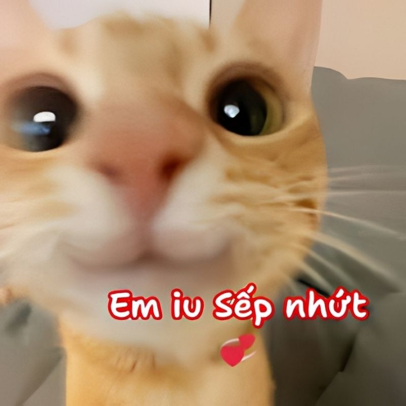 Meme cảm ơn sếp - 2