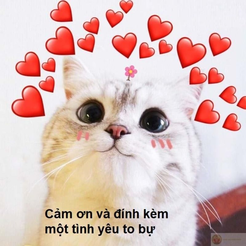 Meme cảm ơn cute - 3