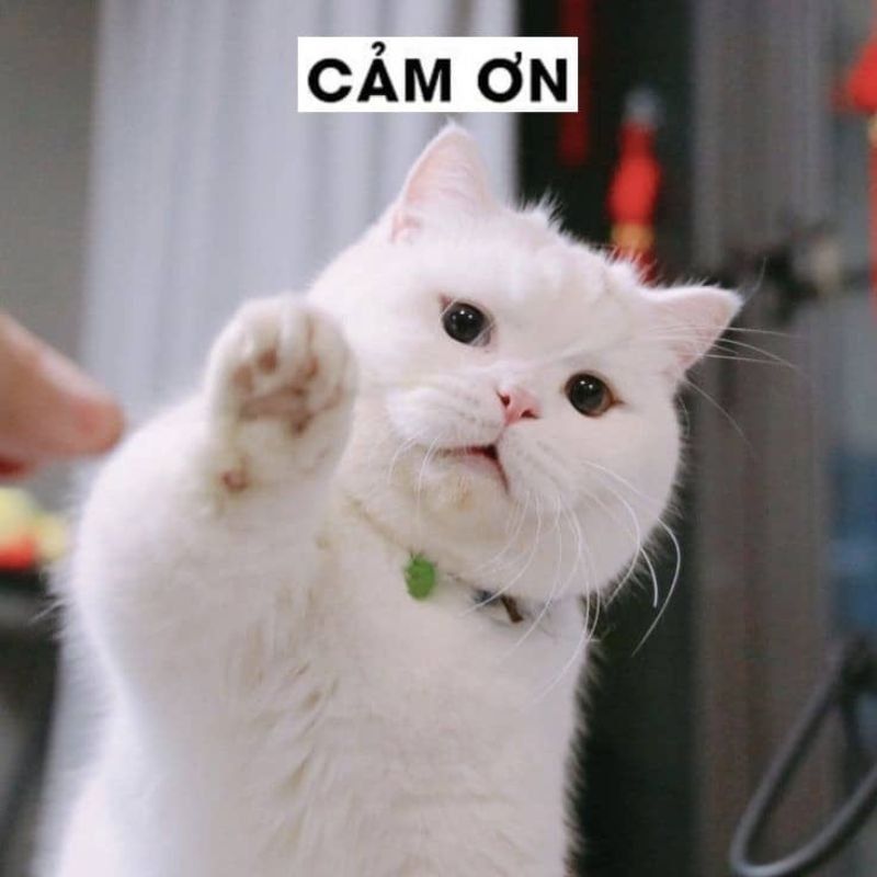 Meme cảm ơn cute - 6