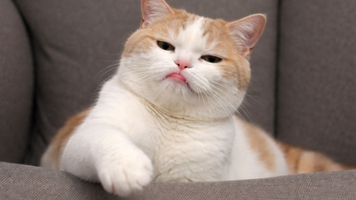 Khi nào nên dùng meme chê phù hợp?