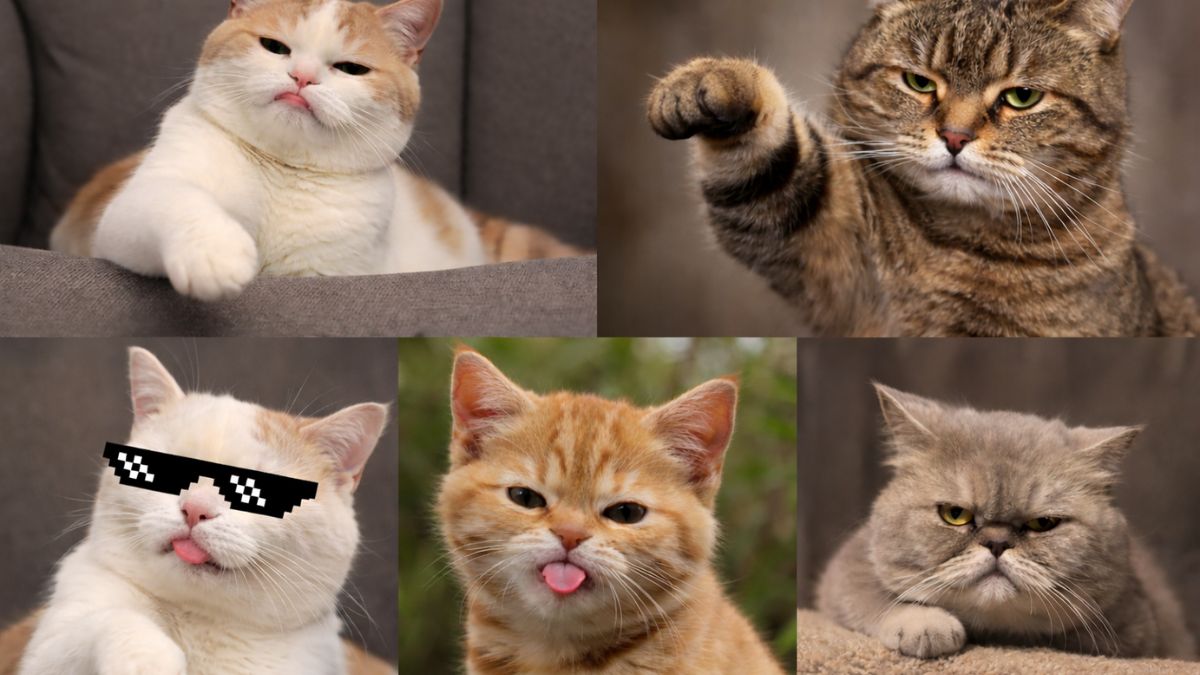 Các dạng meme chê phổ biến