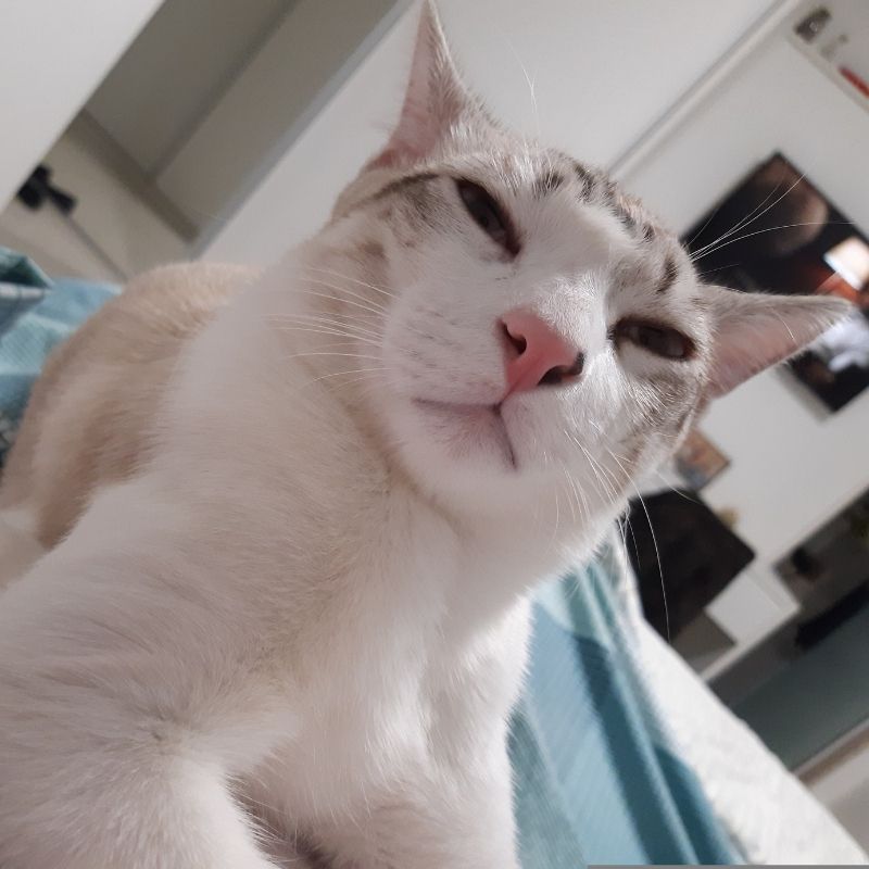 Meme mèo giận dỗi - 1