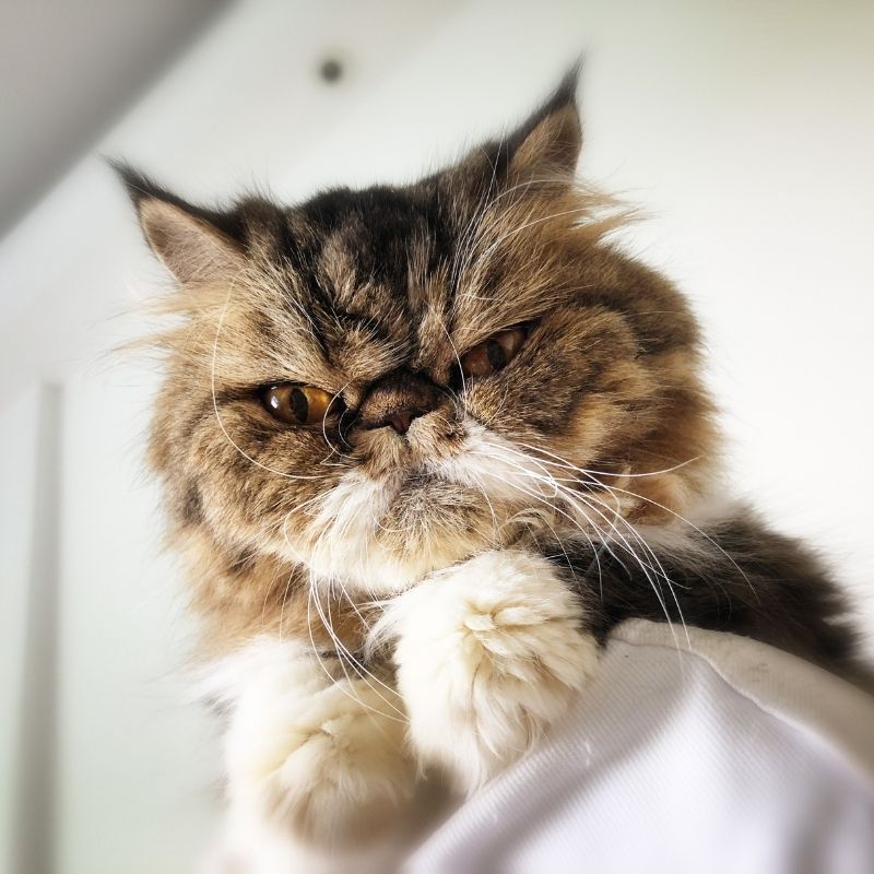 Meme mèo giận dỗi - 2