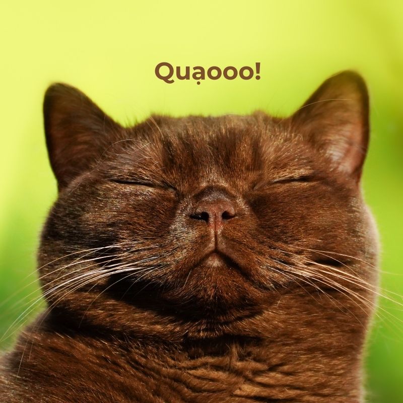 Meme mèo giận dỗi - 3