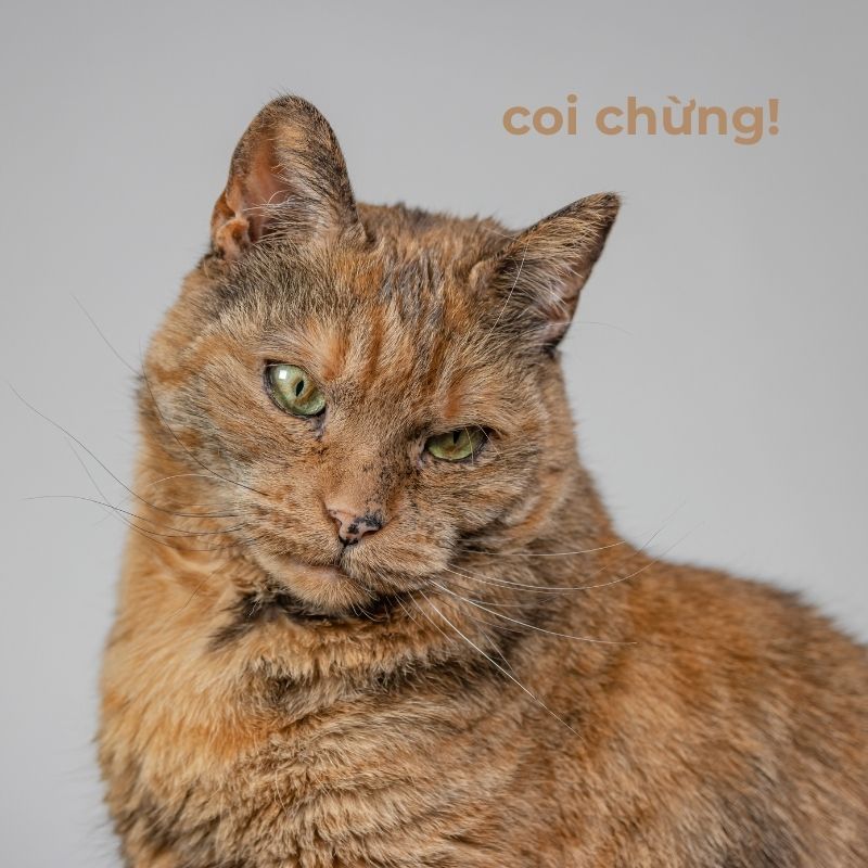 Meme mèo giận dỗi - 4