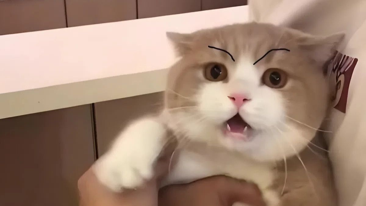 Tổng hợp 50+ ảnh meme dỗi dễ thương, hài hước