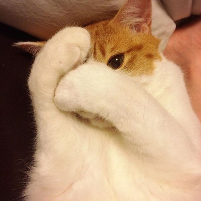 Meme mèo ngại ngùng - 1