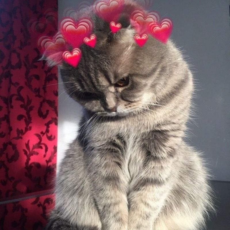 Meme mèo ngại ngùng - 4