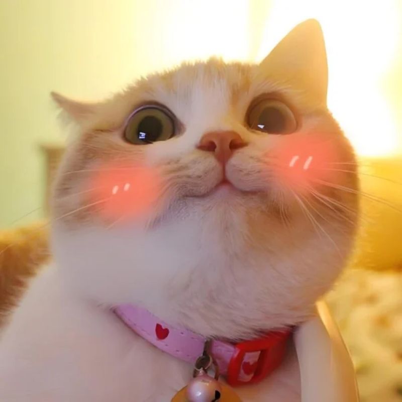 Meme mèo ngại ngùng - 5