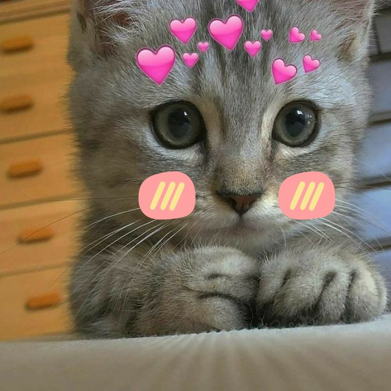 Meme mèo ngại ngùng - 6