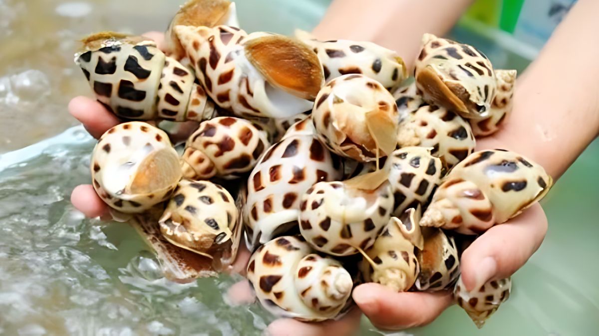 Cách chọn ốc hương tươi ngon