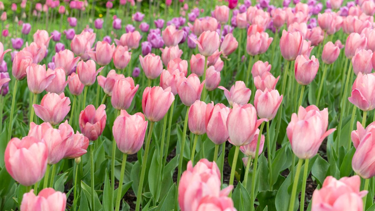 Vẽ hoa tulip: Bật mí 5 cách vẽ ấn tượng, cực đơn giản
