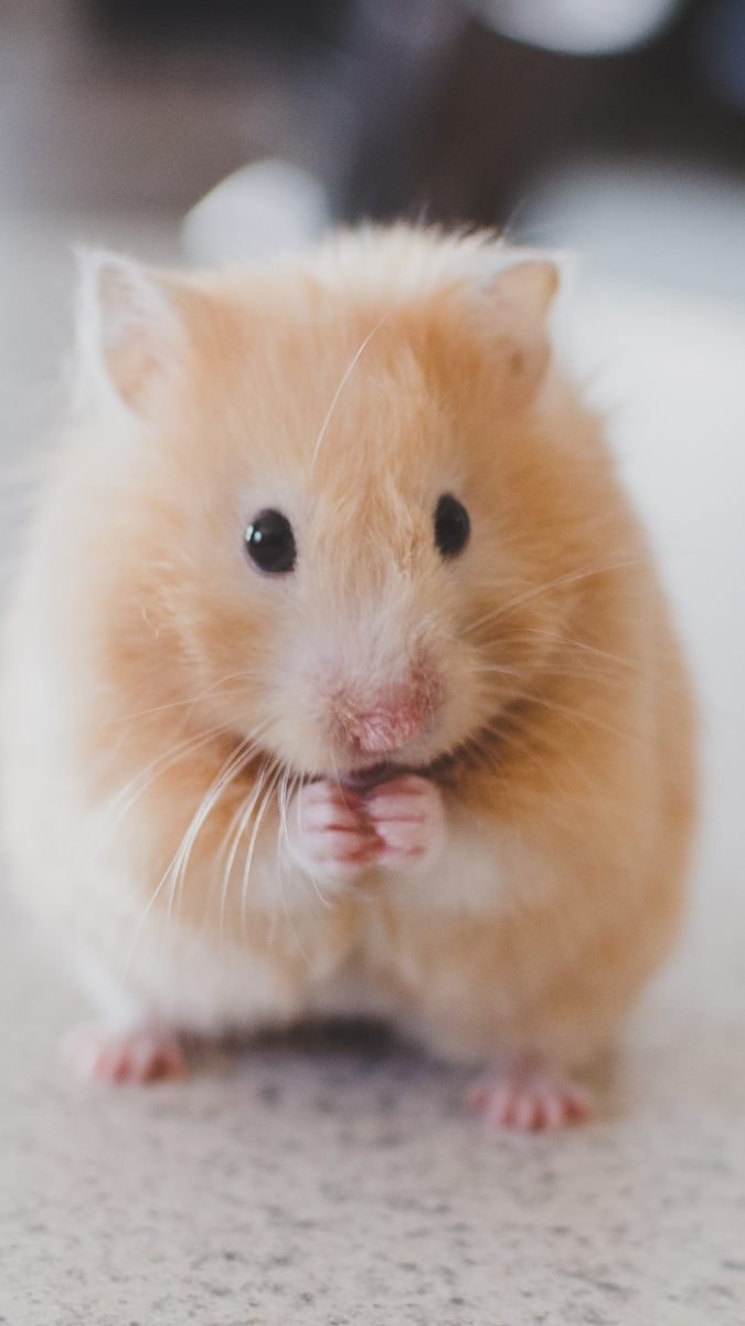 Hình nền chuột hamster gam màu sáng