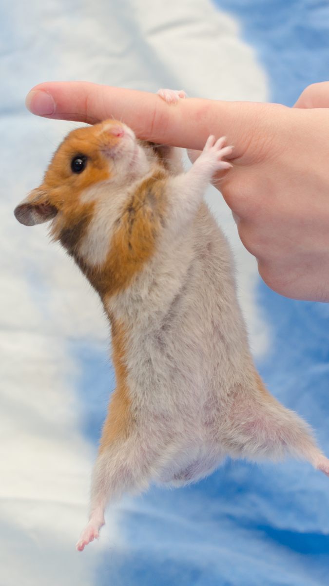 Hình nền chuột hamster cute