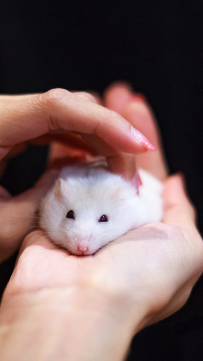 Hình nền chuột cute