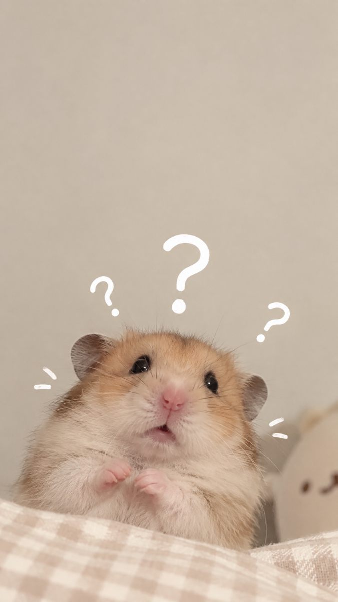 Hình nền chuột meme cute cho điện thoại