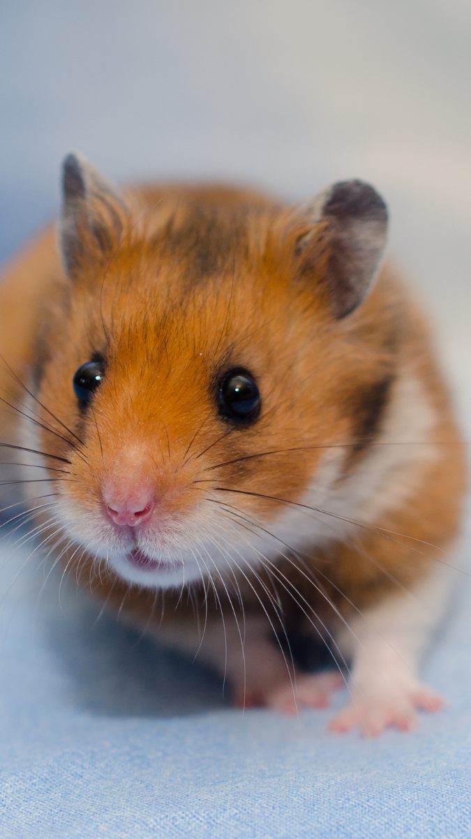 Hình nền chuột hamster dễ thương