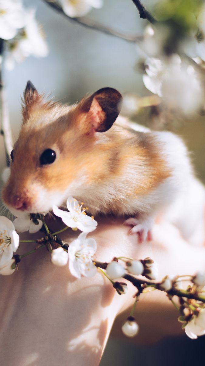 Hình nền chuột cho điện thoại