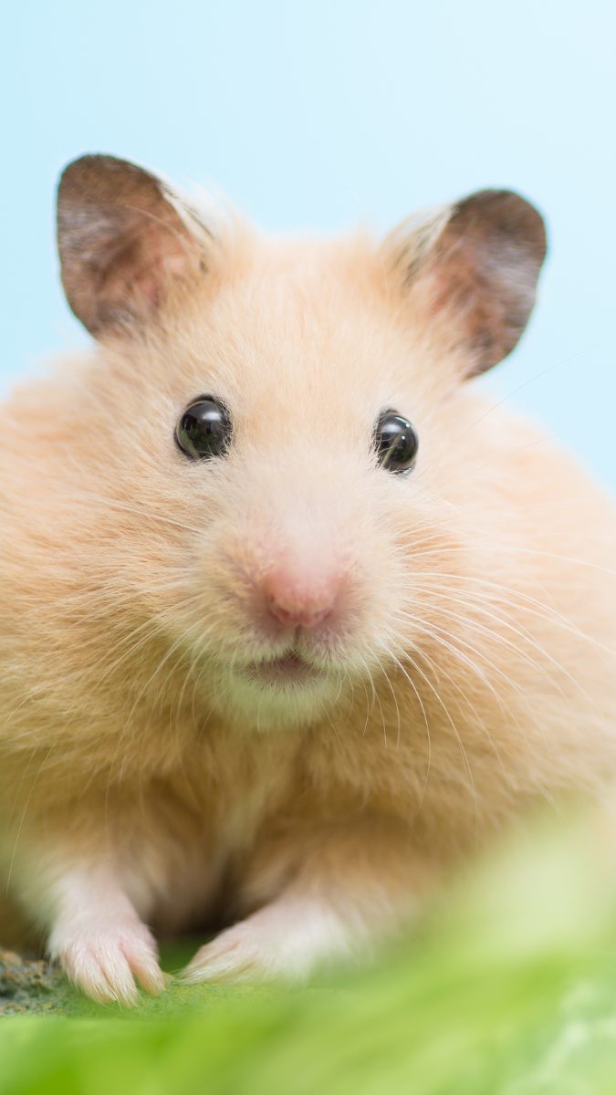 Hình nền chuột biểu cảm cute
