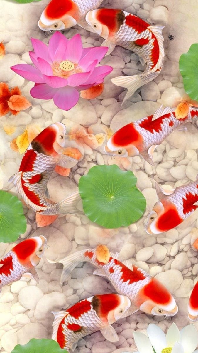 Hình nền cá chép hoa sen bơi lội