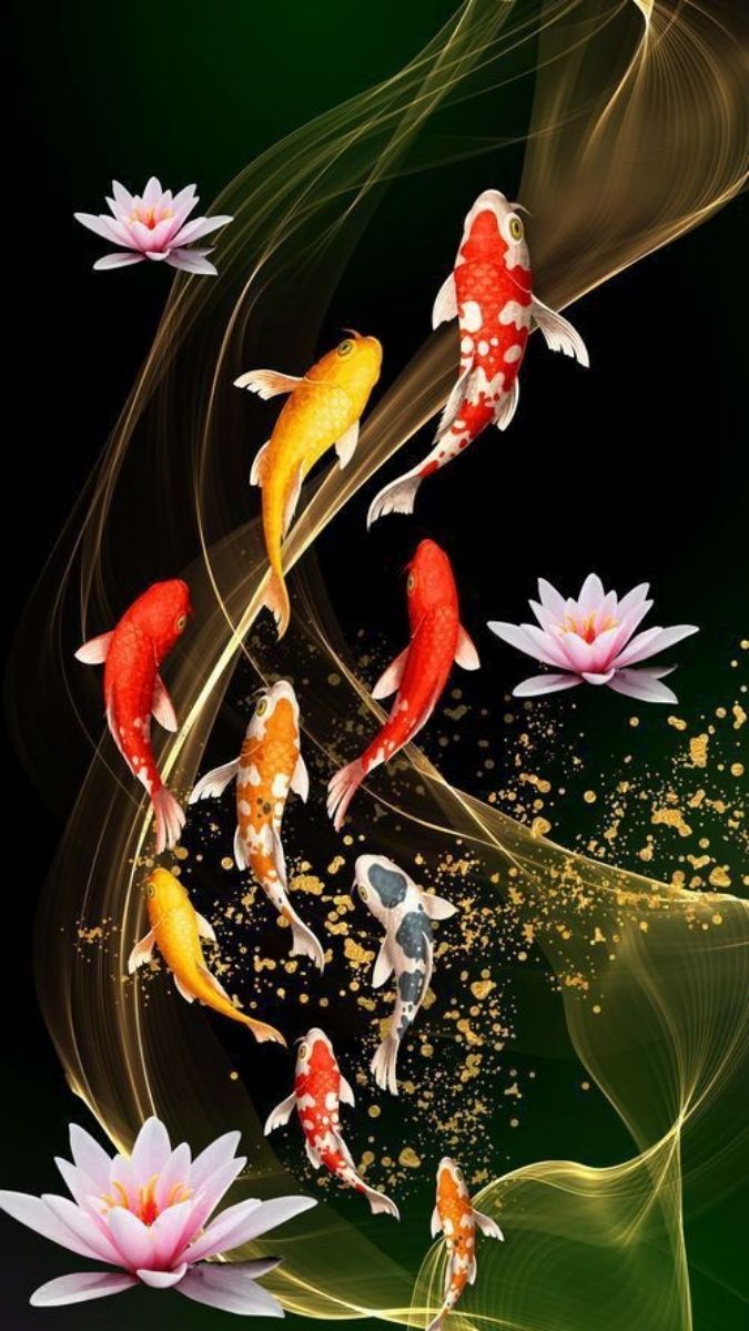 Hình nền cá chép hoa sen - Đàn cá chép bơi lội về phía trước