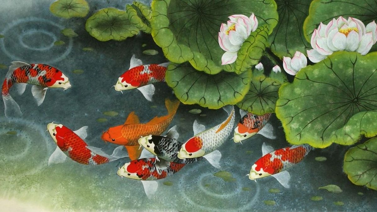 Hình nền cá chép hoa sen gần gũi