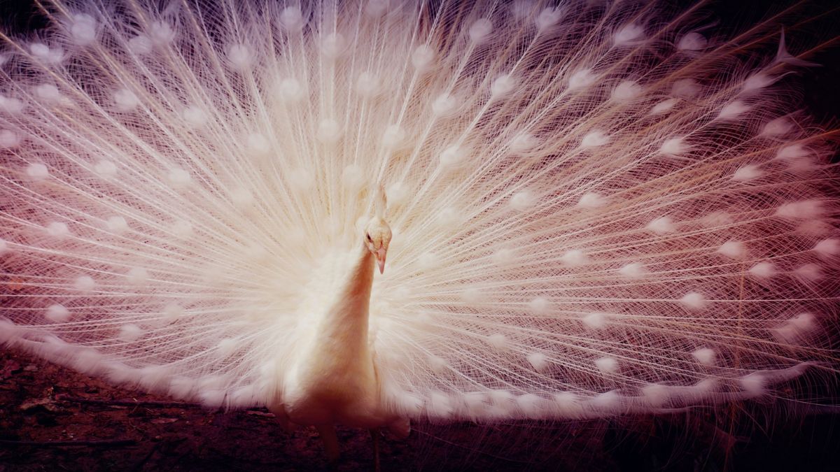 Hình nền khổng tước trắng thanh cao