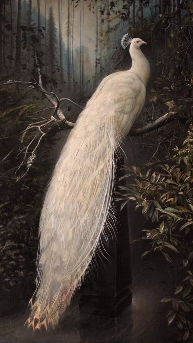 Hình nền khổng tước trắng đẹp cho điện thoại