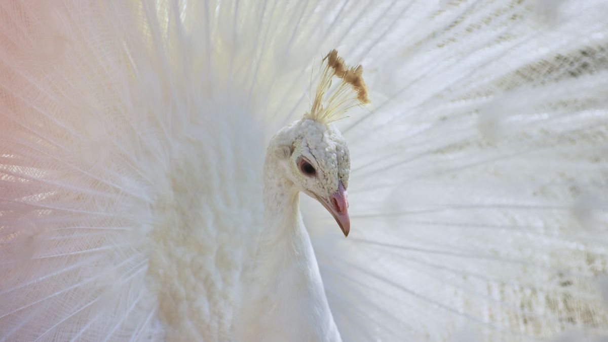 Hình nền khổng tước trắng cho máy tính cực đẹp