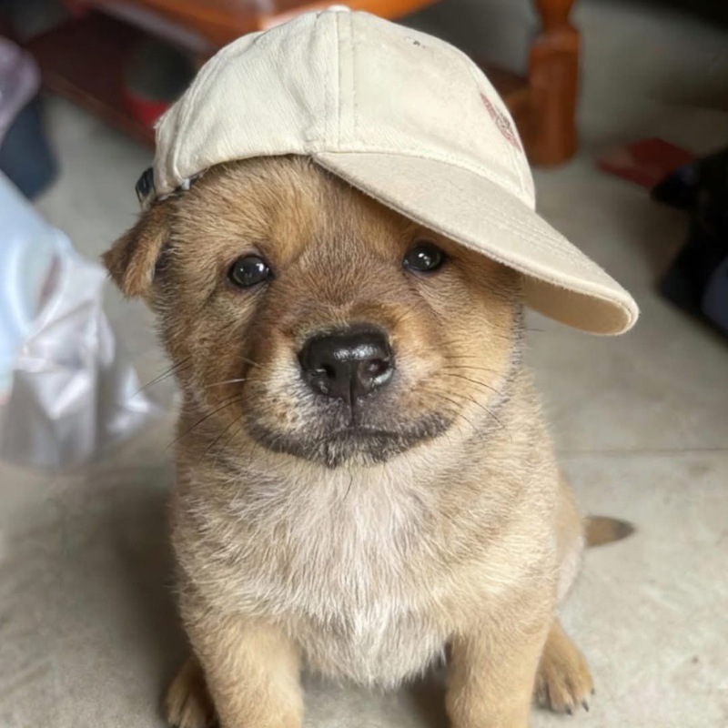Hình ảnh đại diện TikTok bé cún đáng yêu