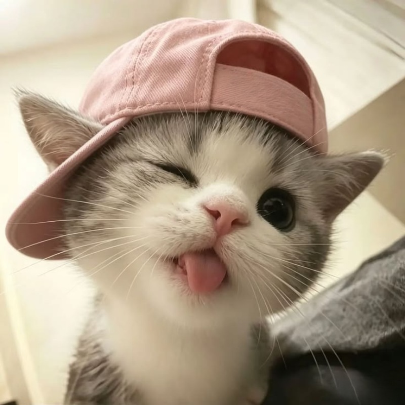 Ảnh đại diện TikTok mèo con cute