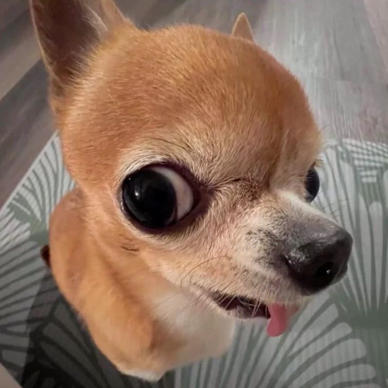 Ảnh đại diện TikTok vô tri