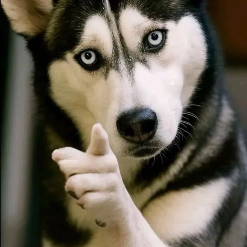 Ảnh đại diện TikTok cún Husky vô tri