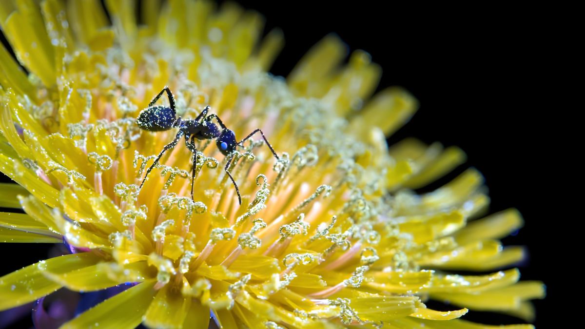 Ưu điểm của Camera Macro là gì? Chụp chi tiết siêu nhỏ