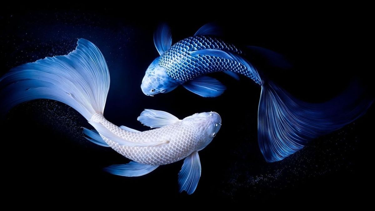 Hình nền cung Song Ngư mệnh Thủy