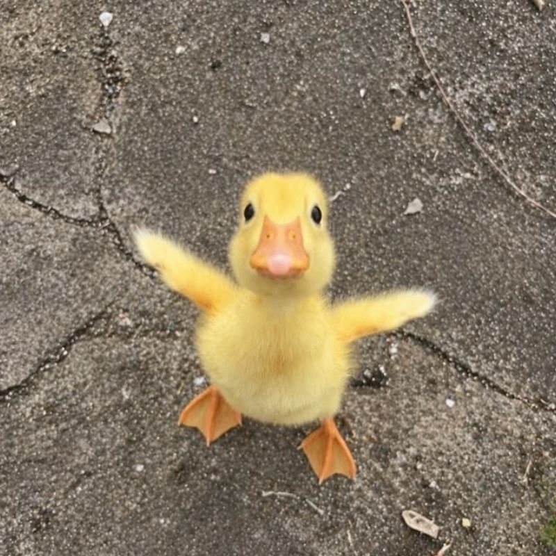 Avatar ẩn danh cute và vô tri hài hước 21