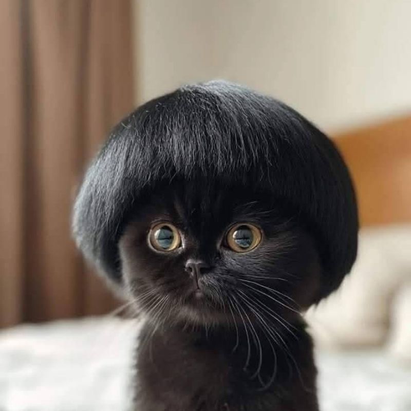 Avatar mèo đen meme hài hước vô tri 7