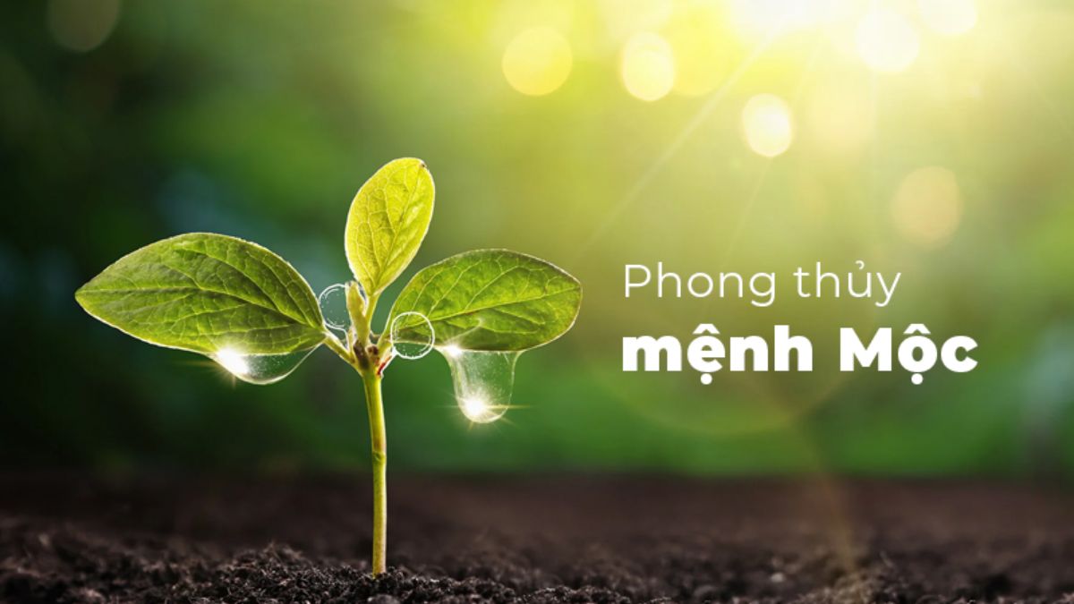 Người mệnh Mộc có đặc điểm gì trong phong thủy