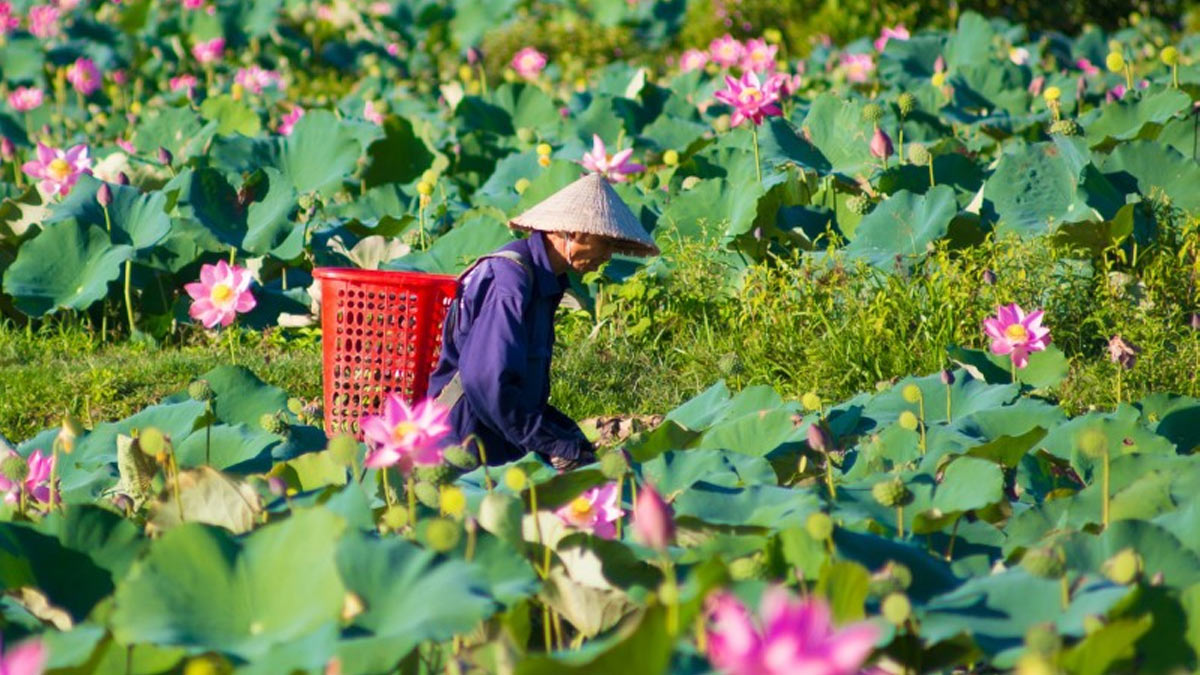 Ảnh đẹp Quảng Nam xanh biếc.