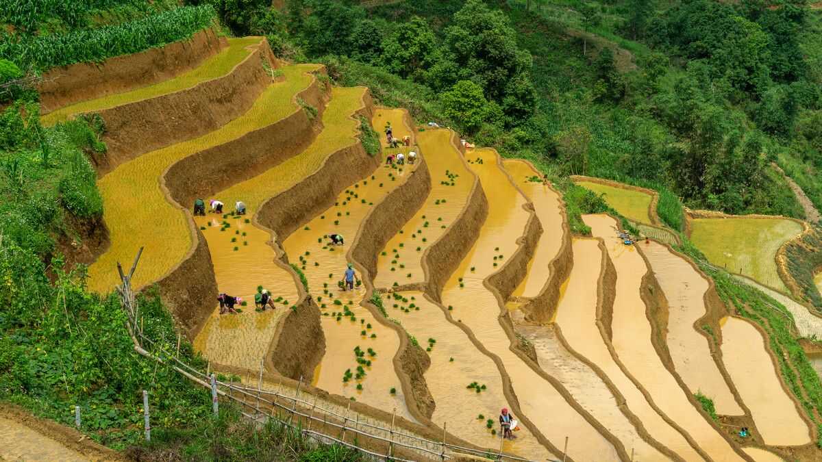 Ảnh đẹp Lai Châu ruộng bậc thang trùng điệp.