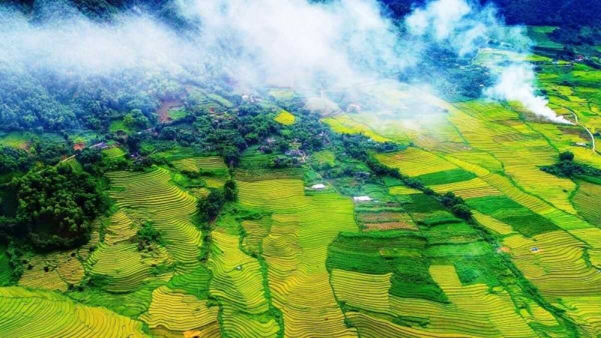 Ảnh đẹp Lai Châu lúa chín vàng óng.