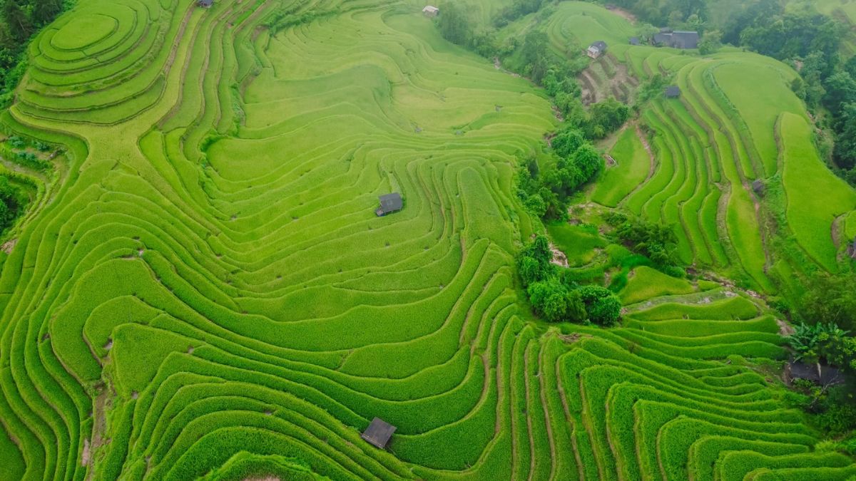 Ảnh đẹp Lai Châu mùa gặt rộn ràng.