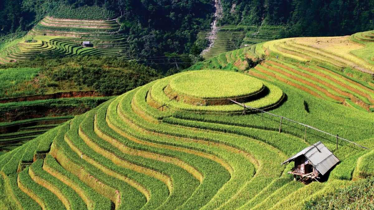Ảnh đẹp Lai Châu ruộng uốn lượn mềm mại.