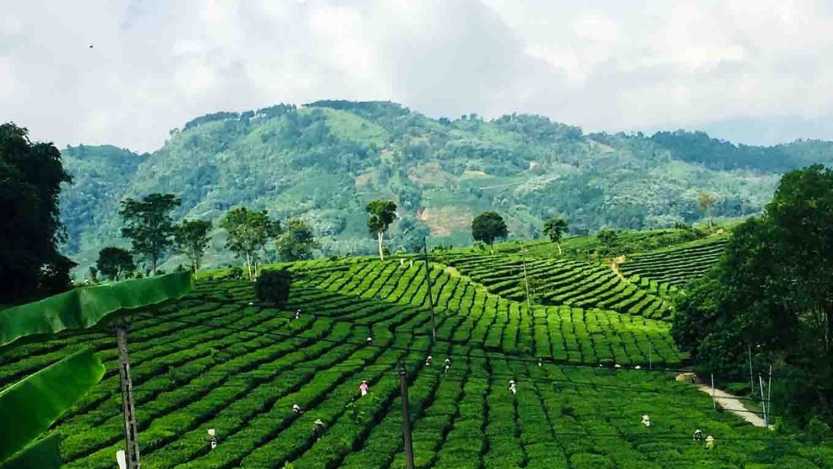Ảnh đẹp Lai Châu ruộng bậc thang vàng óng.