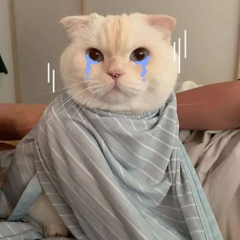 Ảnh meme khóc tủi thân.