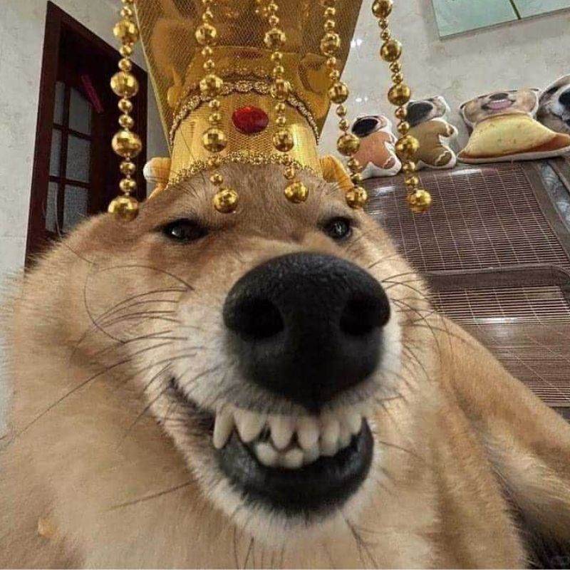 Ảnh meme hài hước ngầu lòi