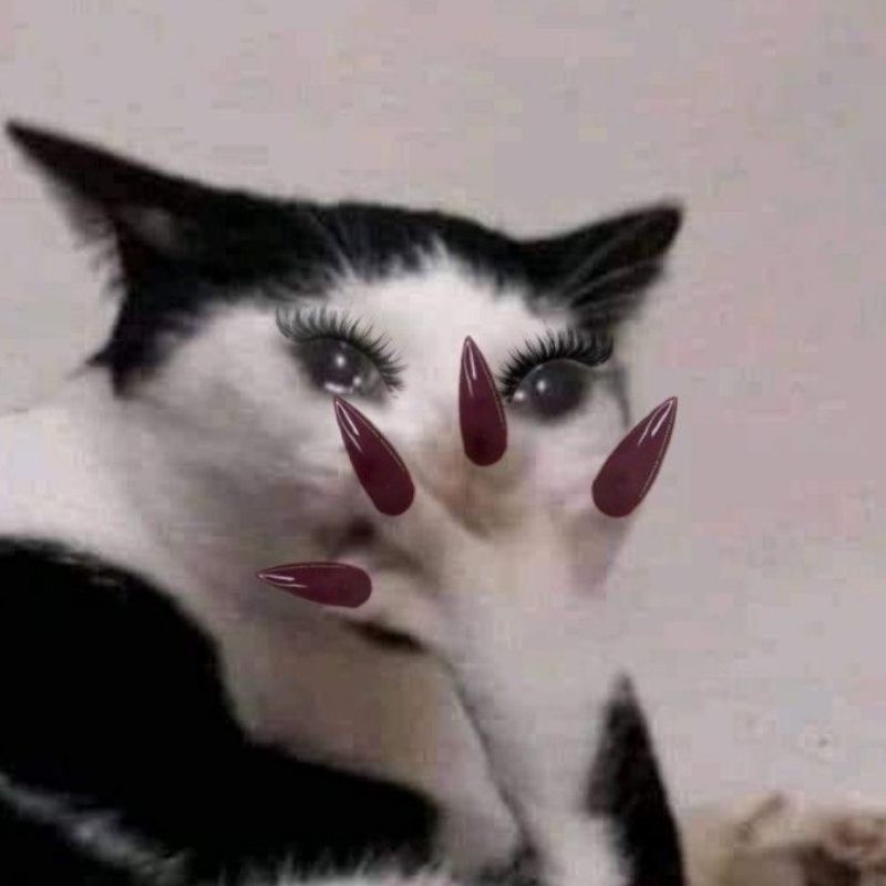 Ảnh meme hài hước đơn giản