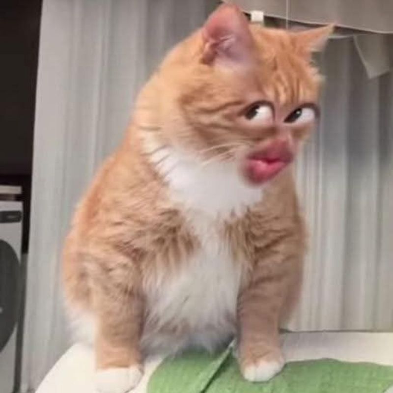 Ảnh meme hài hước mộc mạc