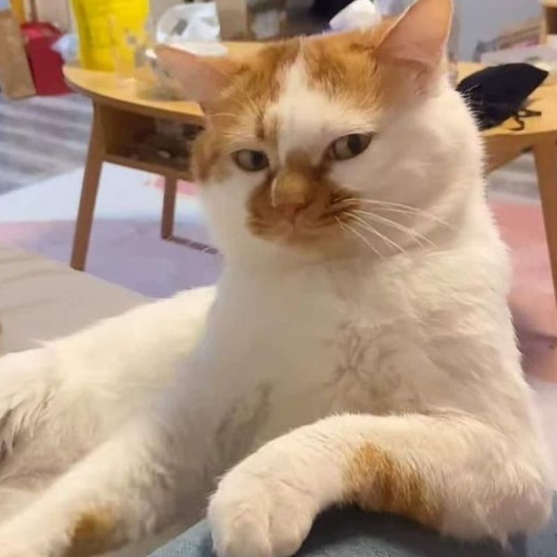 Ảnh meme hài hước bình dị