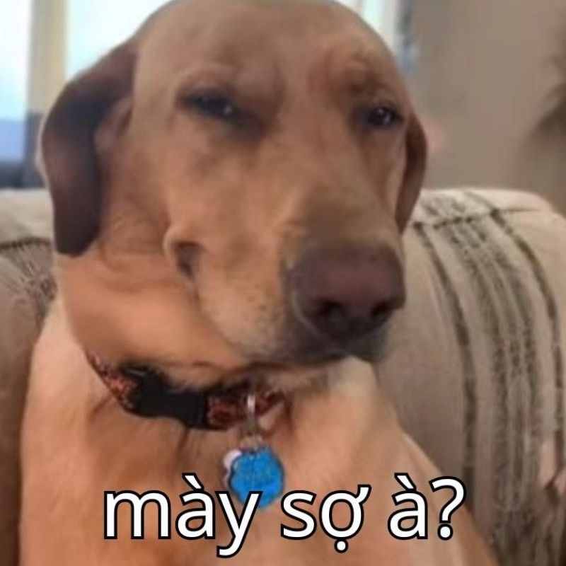 Ảnh meme hài hước tích cực